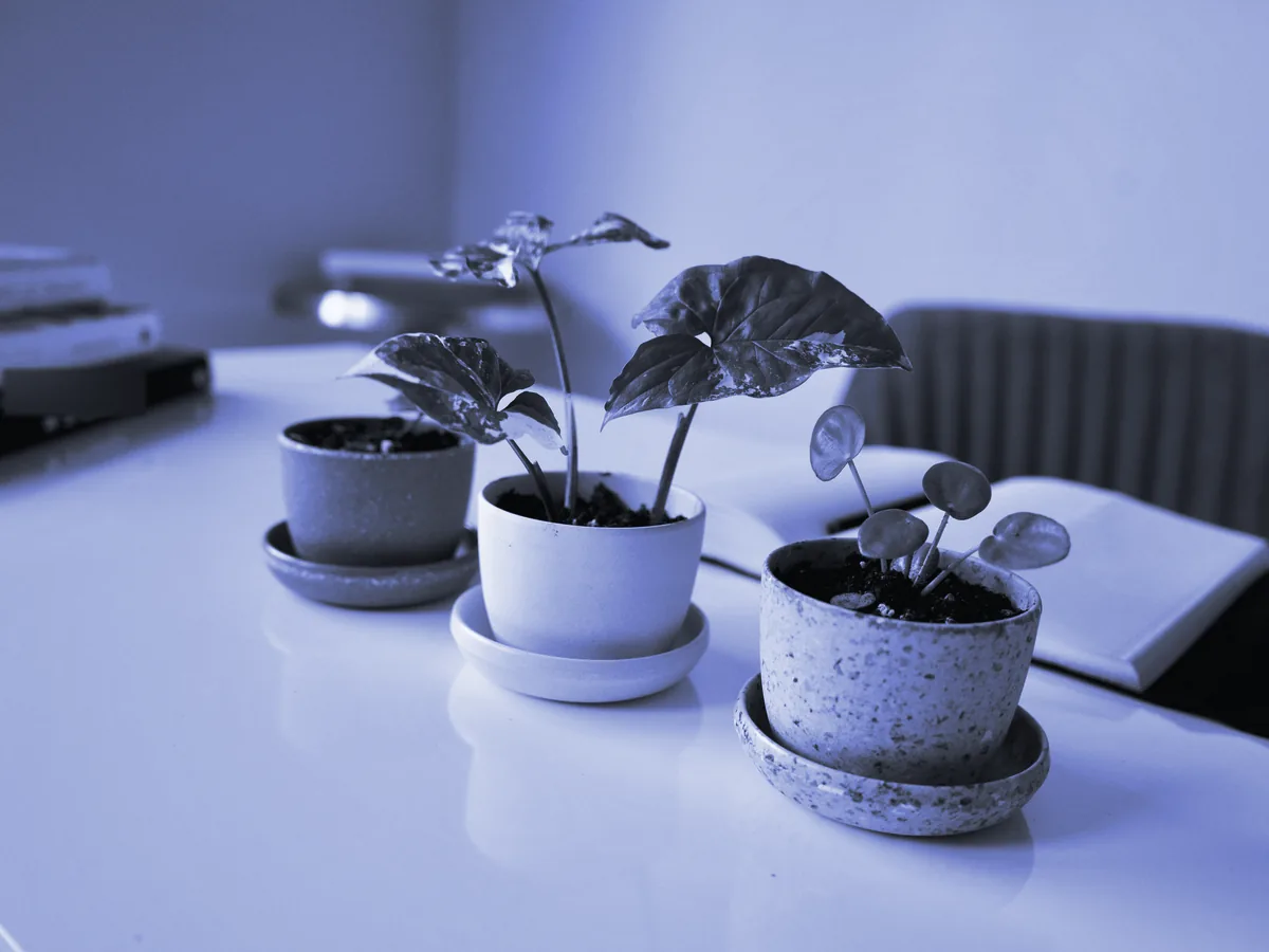 Tres plantas pequeñas en macetas sobre una mesa blanca, junto a un cuaderno abierto